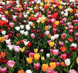 Frühlingsblumen Tulpen